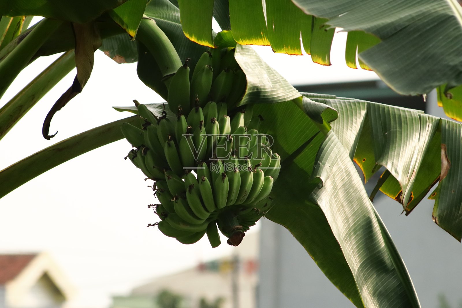 香蕉在一串树上照片摄影图片