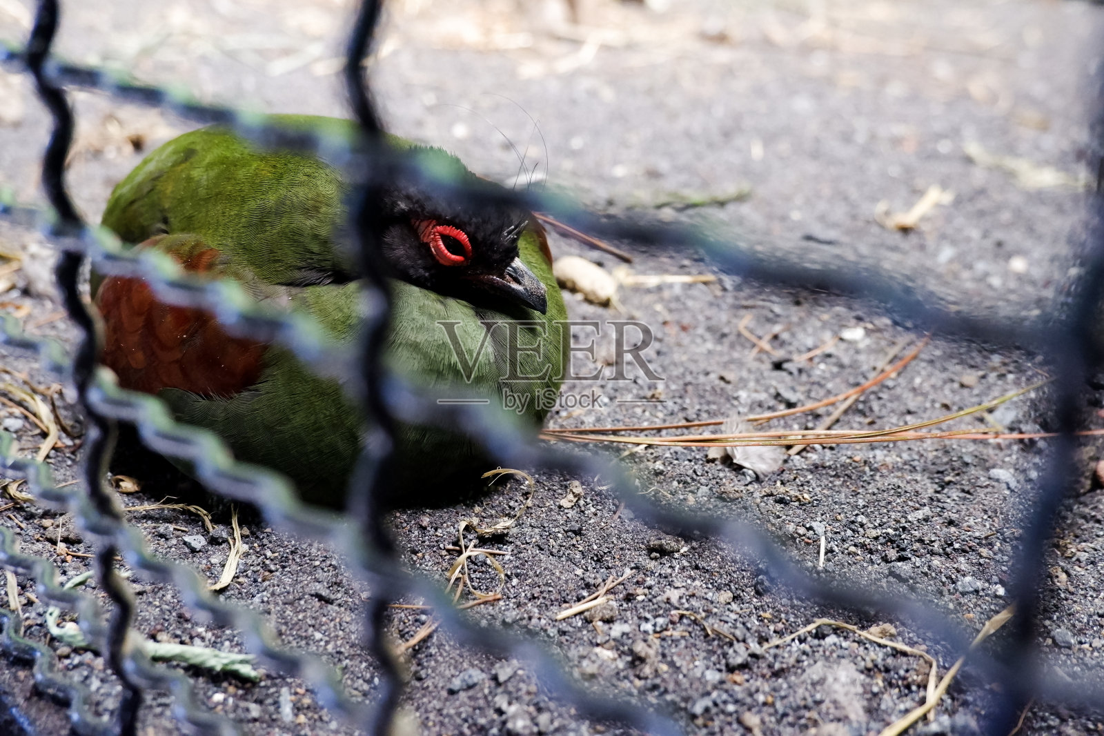 下午栖息在围栏里的凤冠patridge的选择性焦点。照片摄影图片