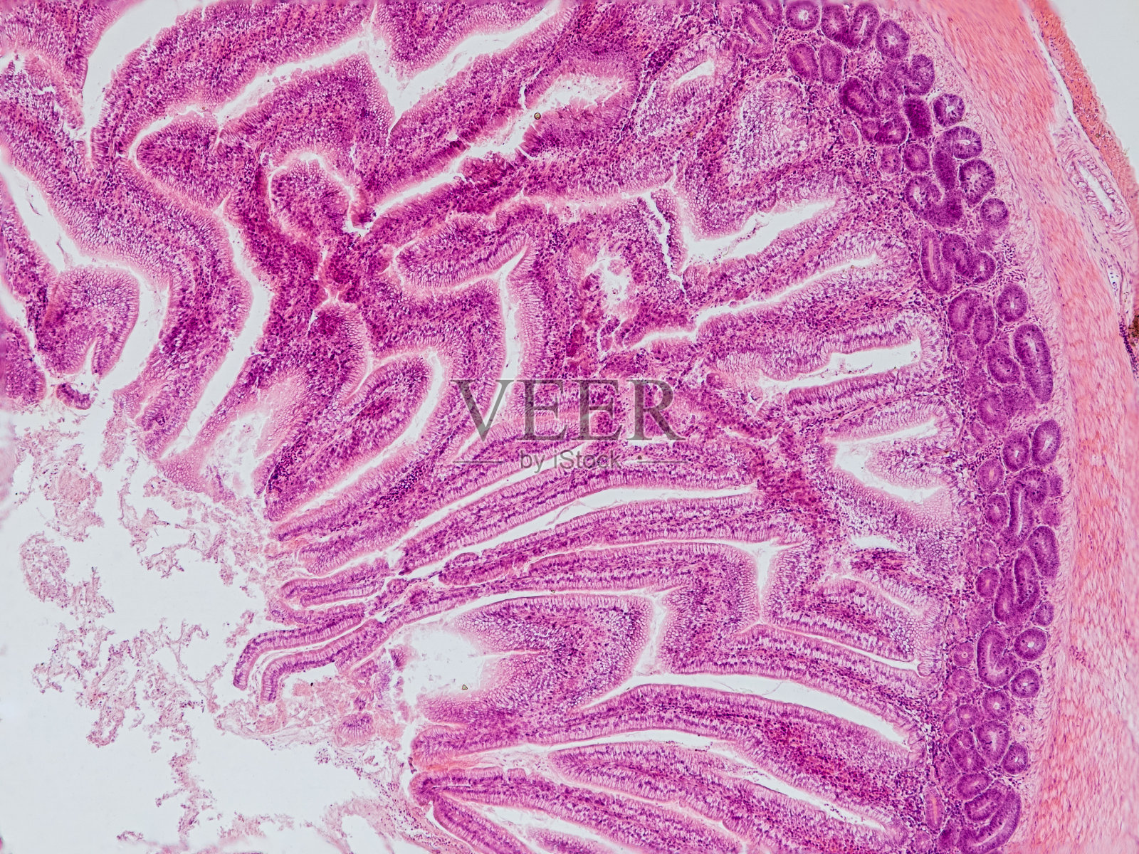 黑鹂小肠横切面显微镜下显示纵肌、圆肌、黏膜下层、黏膜、肠绒毛和肠腔-光学显微镜x100倍放大照片摄影图片