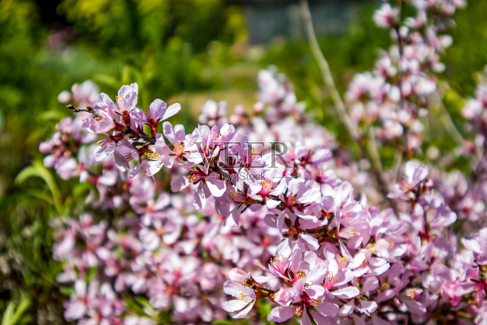 优雅的春天杏花照片摄影图片