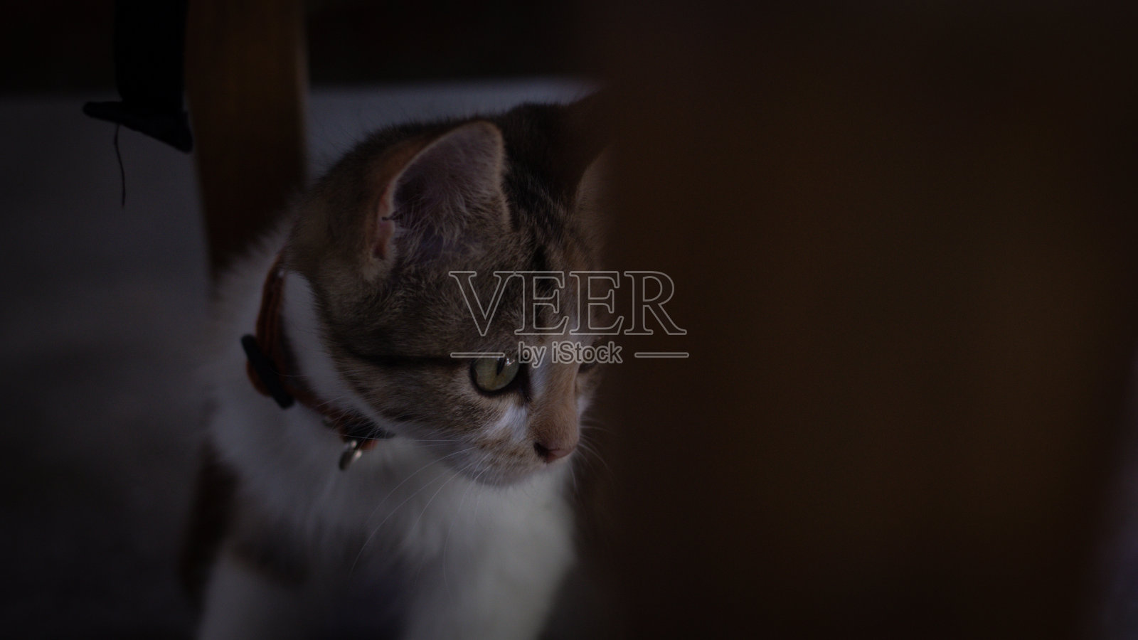 三色爪子:三色猫的可爱魅力照片摄影图片