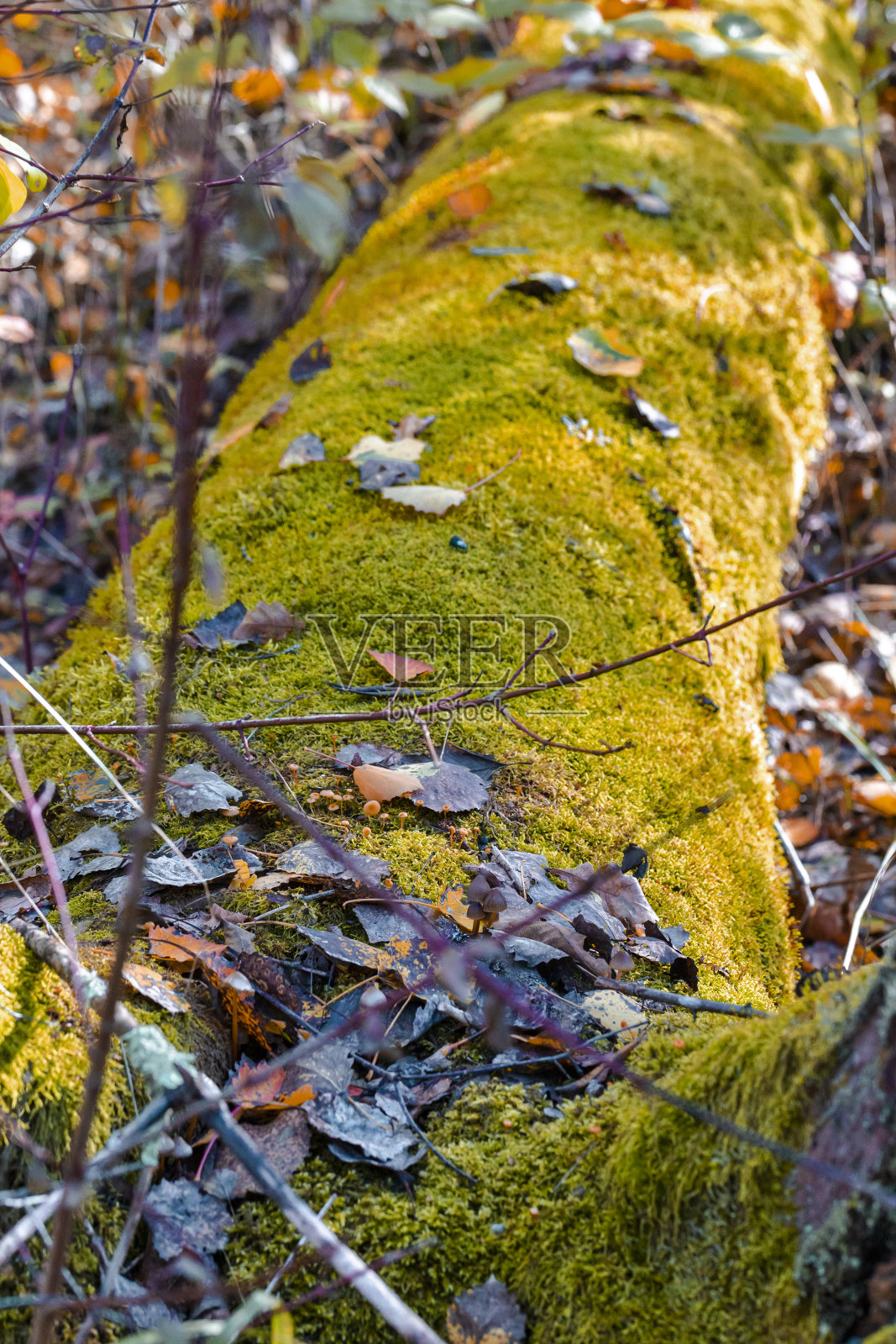 在Polesye自然度假胜地，木质森林棕色原木与破碎的树枝对风景瀑布的特写。照片摄影图片
