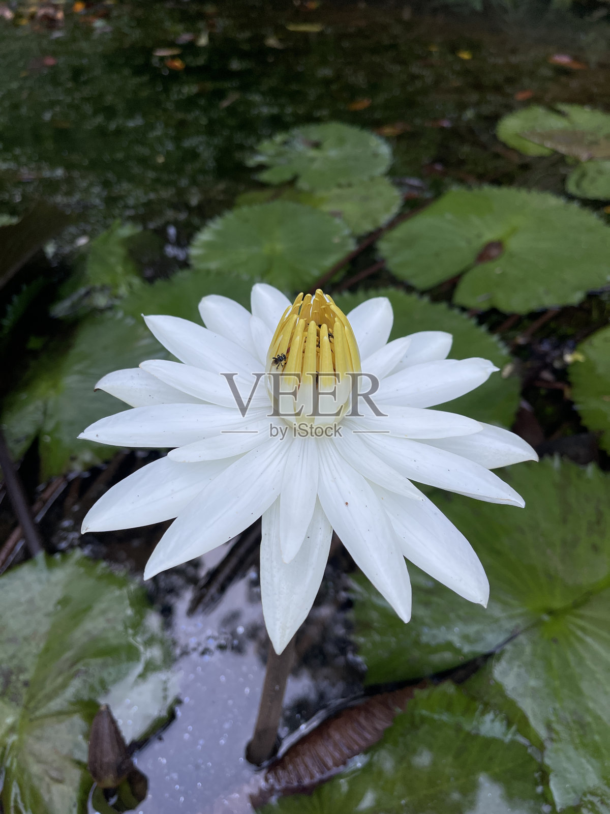 白莲照片摄影图片