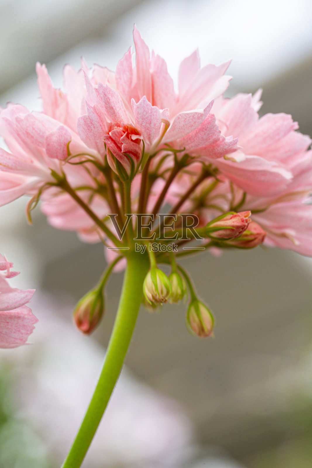 美丽的近距离微距拍摄天竺葵或花园天竺葵花卉的梦中情人种类。照片摄影图片