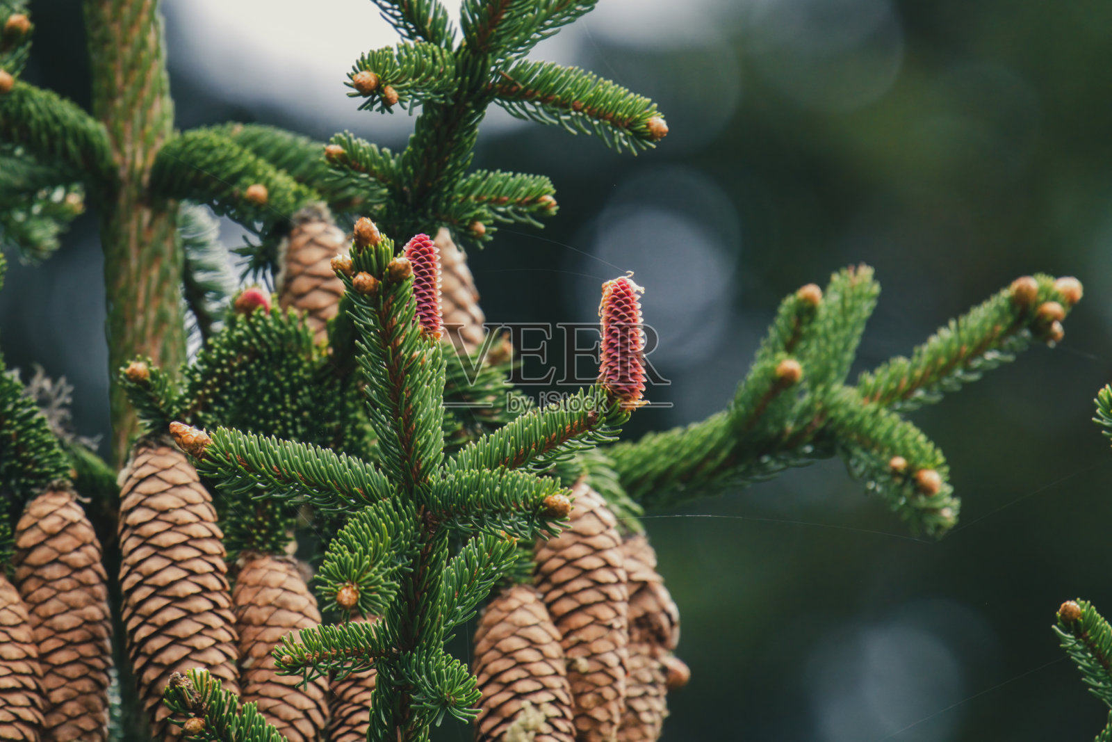 云杉照片摄影图片