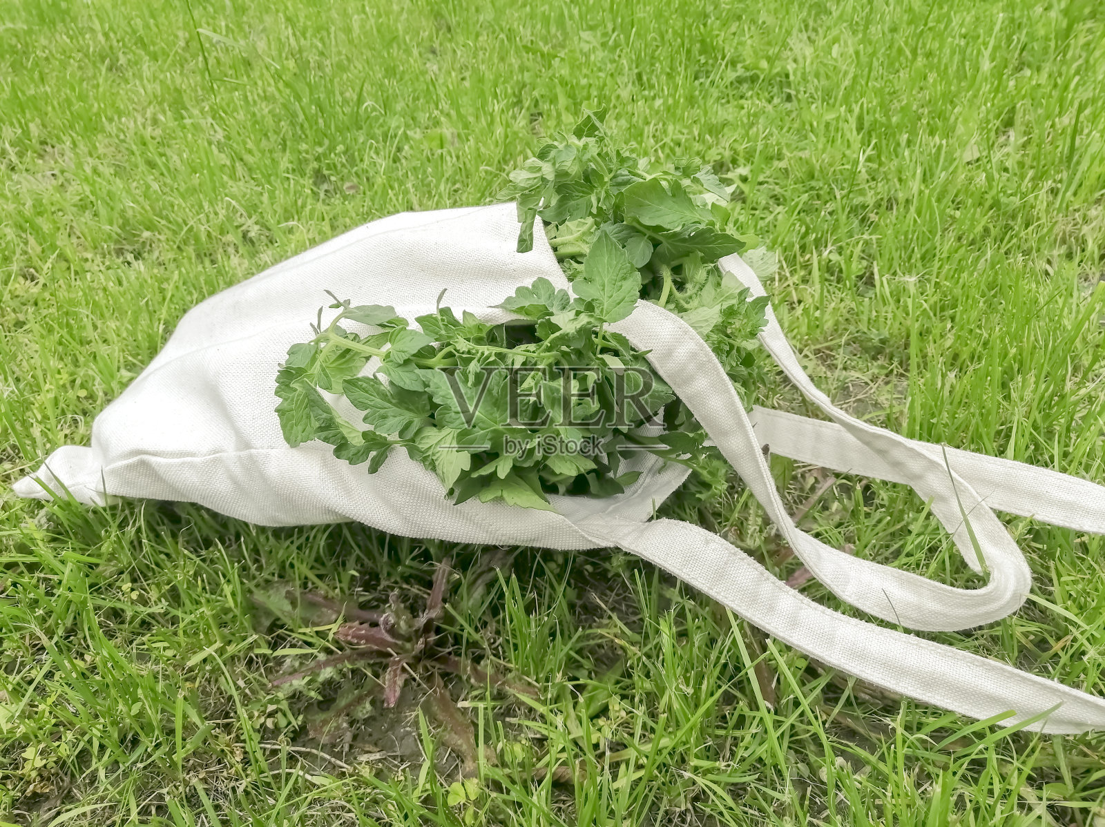 在生态袋里有番茄幼苗。在草坪上用亚麻和番茄幼苗制成的轻型环保袋。草坪上的环保袋里有很多绿色植物。照片摄影图片