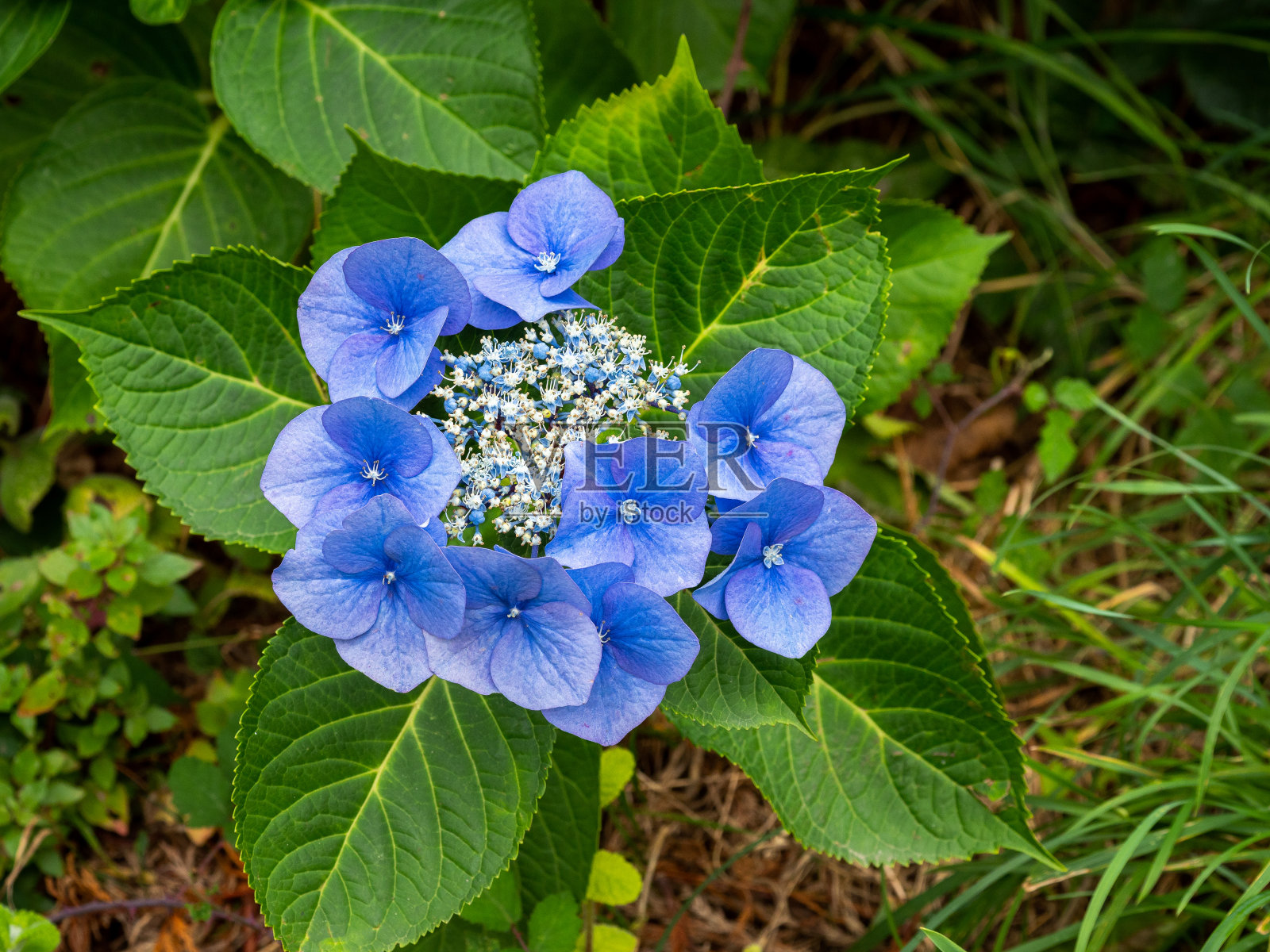 大绣球花“Blaumeise”的细节，背景模糊照片摄影图片