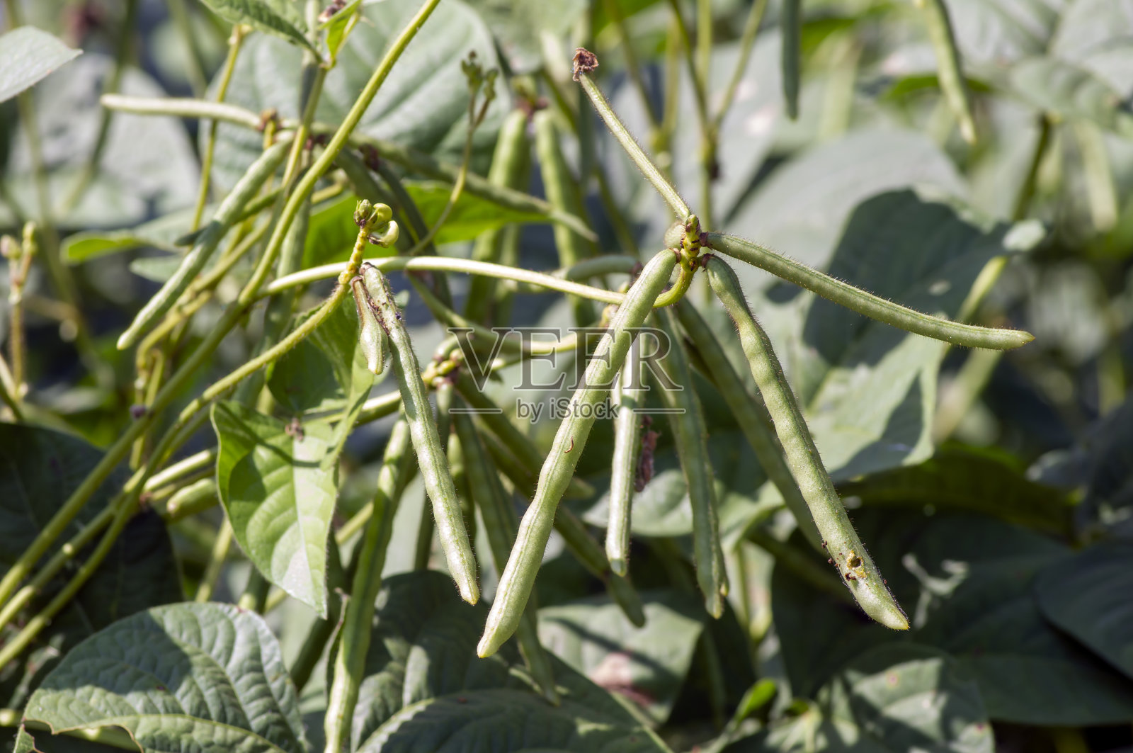绿豆，豆荚，绿豆，绿豆(Vigna radiata)植物，在日惹，印度尼西亚照片摄影图片