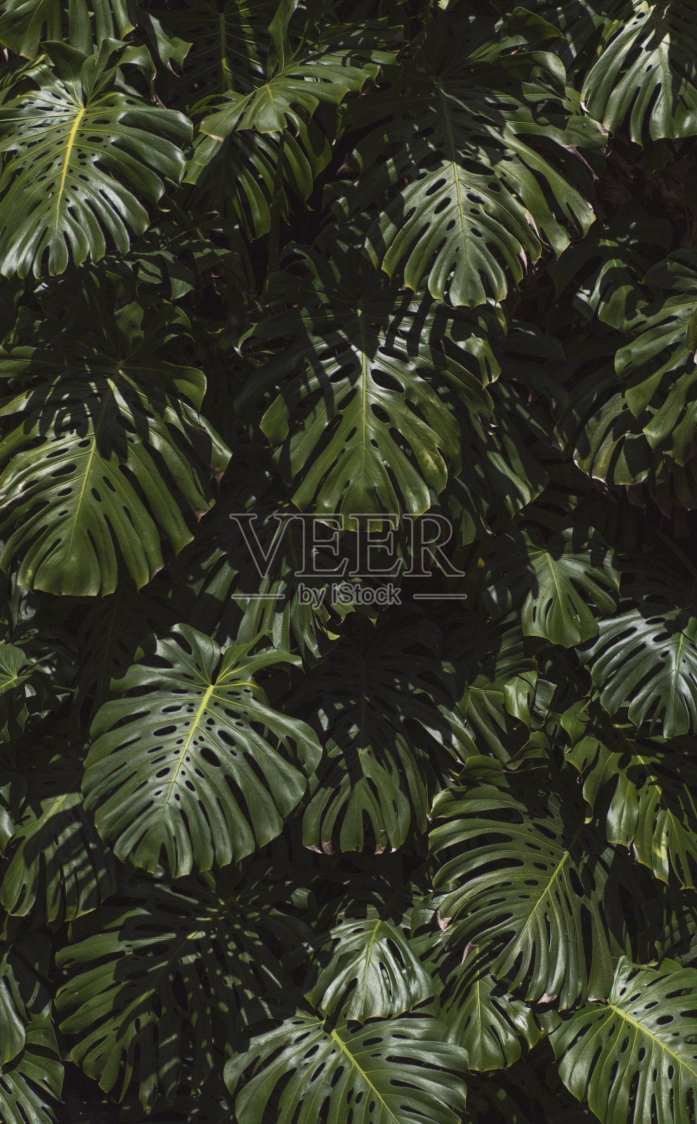 热带森林、植物园中的一种怪物植物照片摄影图片