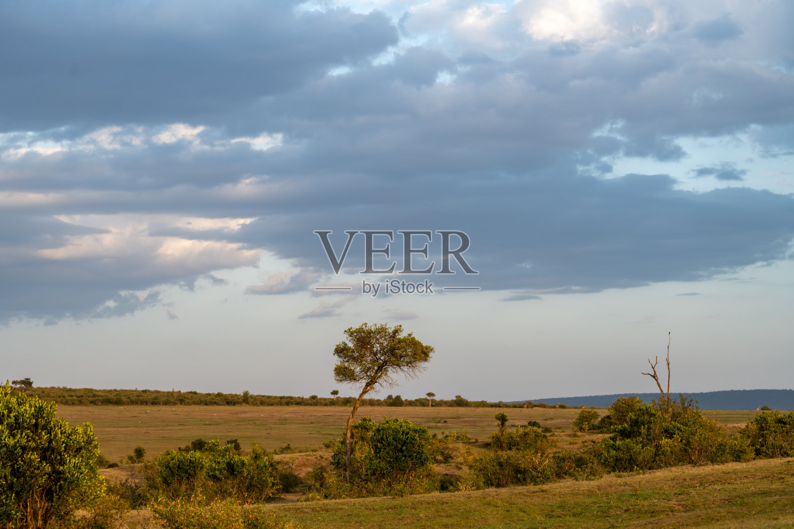 日落前，非洲肯尼亚马赛马拉自然保护区阳光明媚的黄昏天空照片摄影图片
