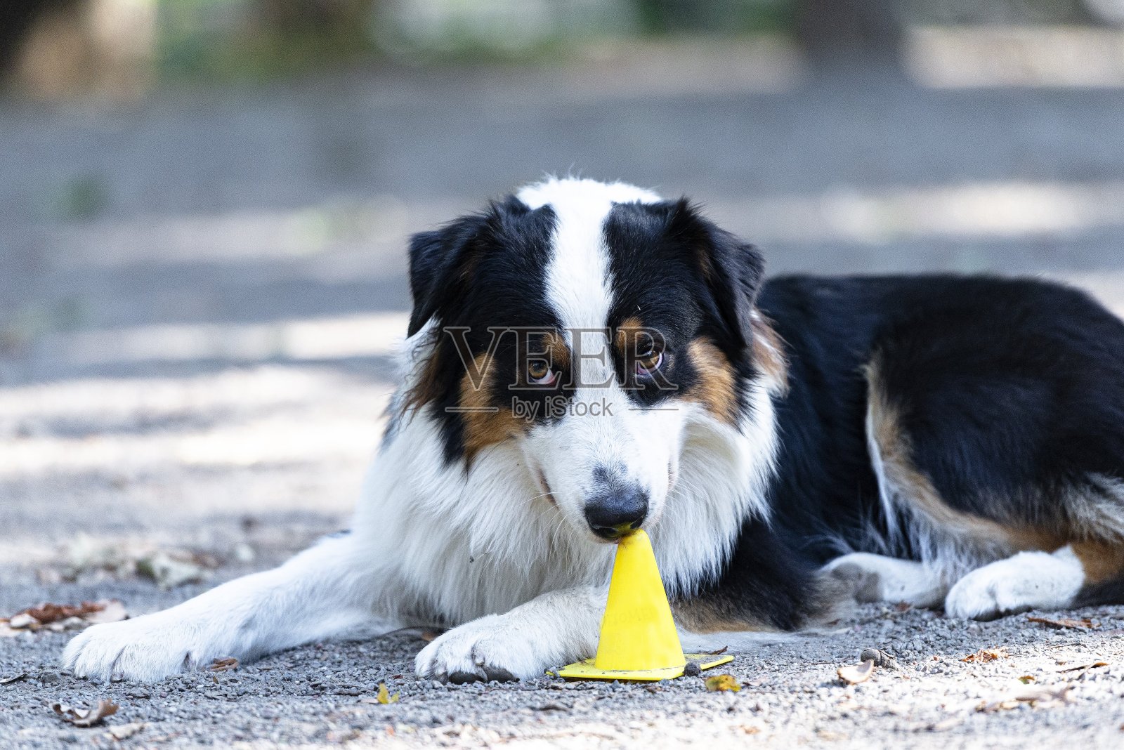 边境牧羊犬幼犬画像照片摄影图片