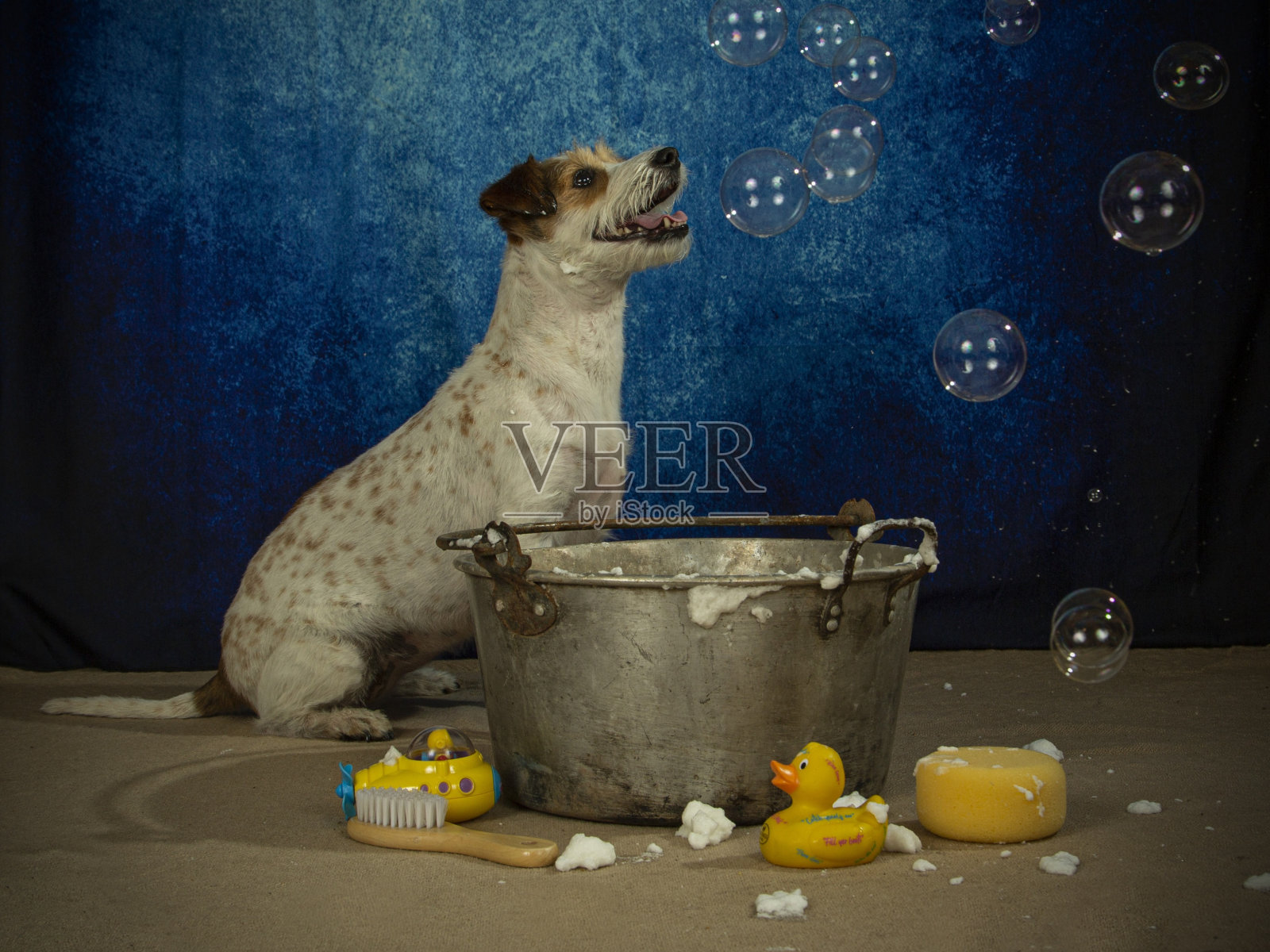 杰克罗素梗抓泡泡。照片摄影图片