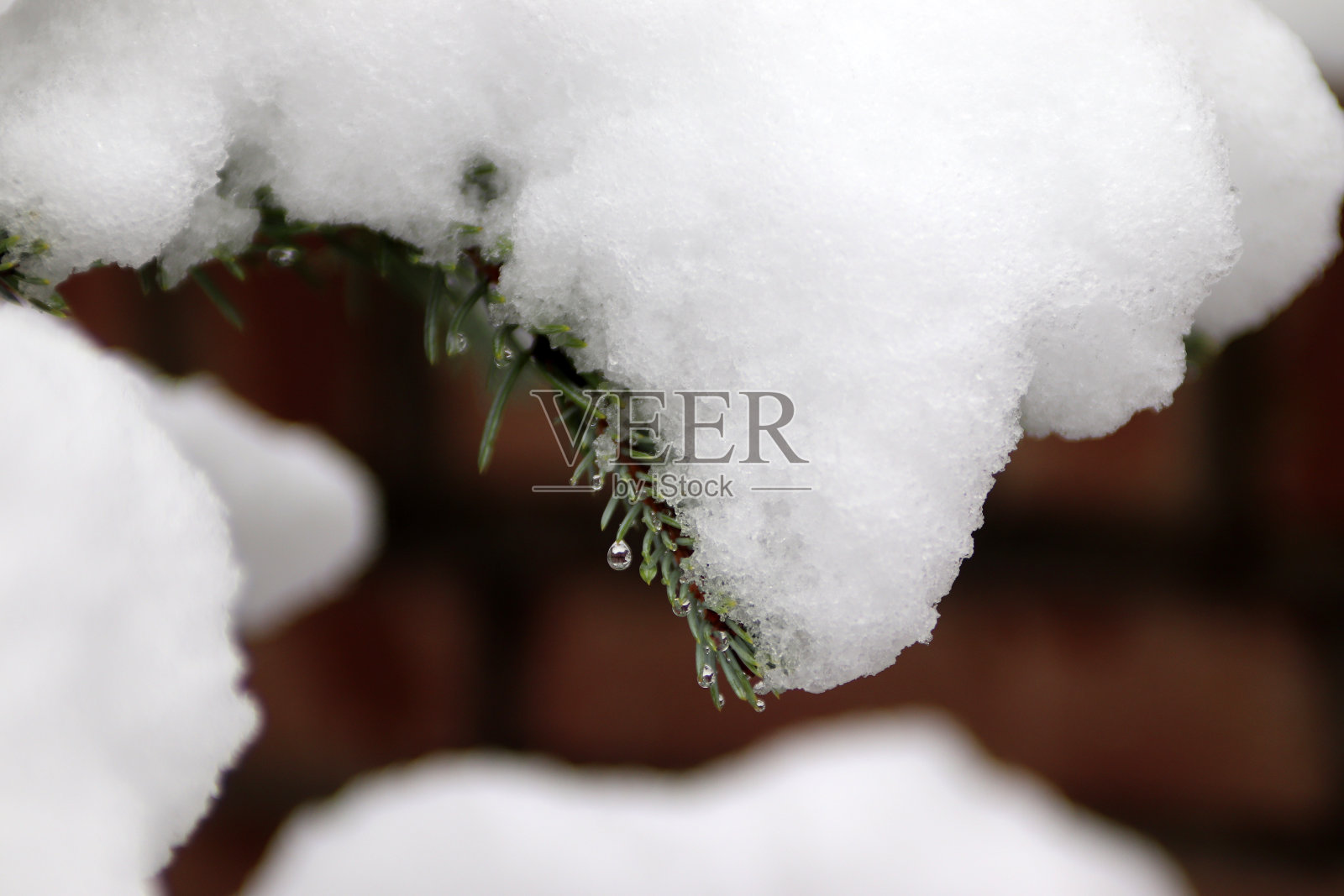 圣诞树上的雪照片摄影图片