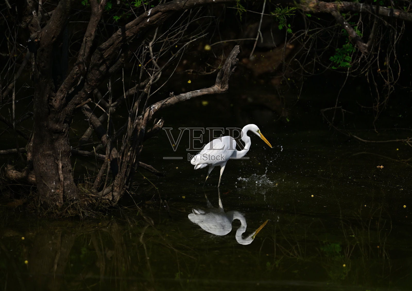 白鹭，也被称为苍鹭，在水中和栖息照片摄影图片