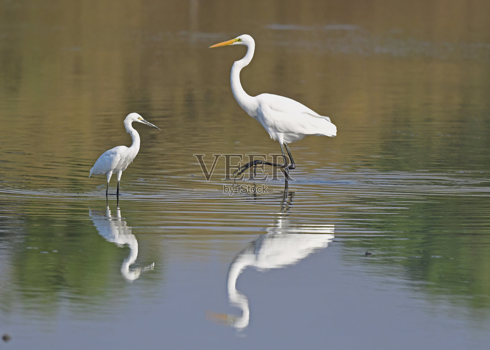 白鹭栖息在水中，一般照片摄影图片
