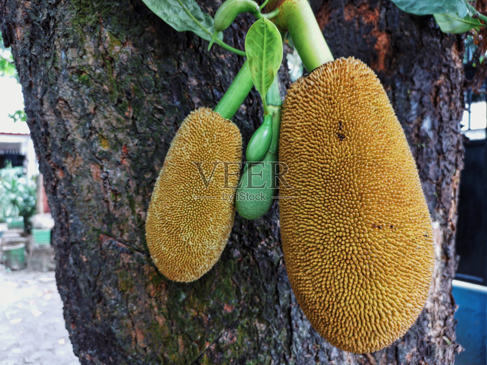 树枝上挂着许多菠萝蜜，印尼语叫Nangka。眼平角。特写镜头。热带水果。照片摄影图片