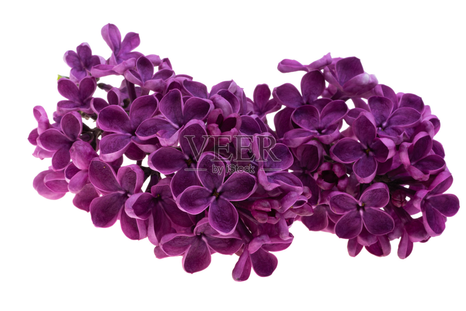 丁香分离花照片摄影图片