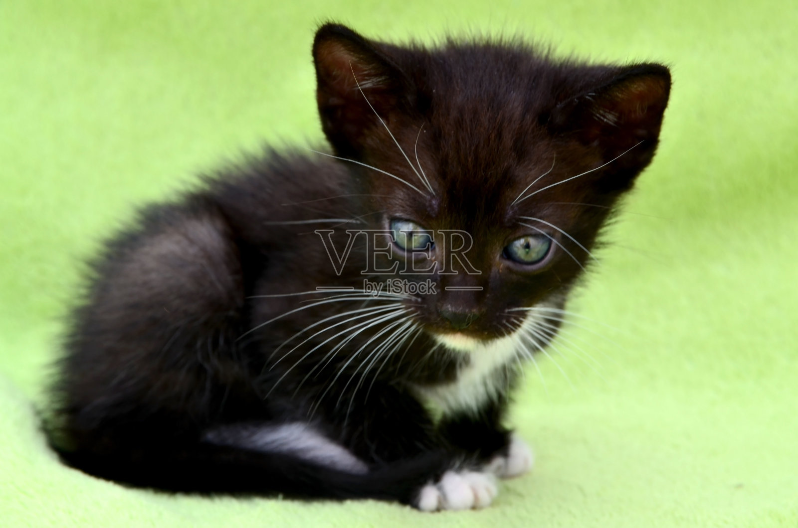 可爱的黑白色小猫在浅绿色的毯子背景。可爱美丽的家养小动物。家里的宠物。年轻的猫。家里有只有趣的小猫。爱宠物的概念。照片摄影图片
