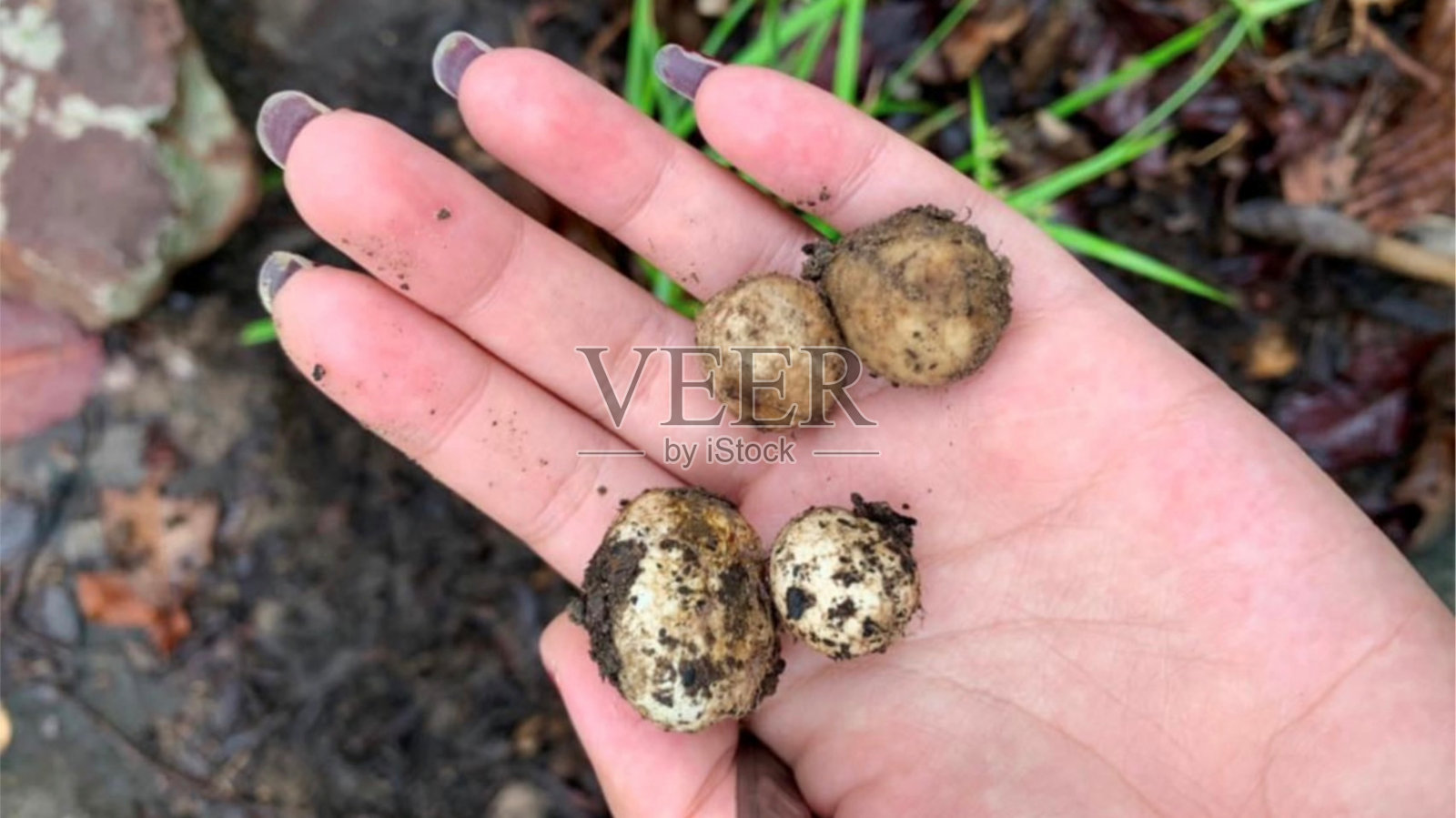 烤香菇，食，餐，食，香菇，白，背景照片摄影图片