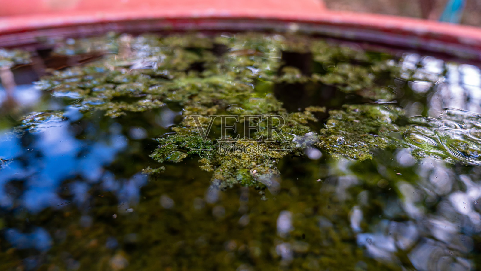 浮萍漂浮在浴缸里照片摄影图片