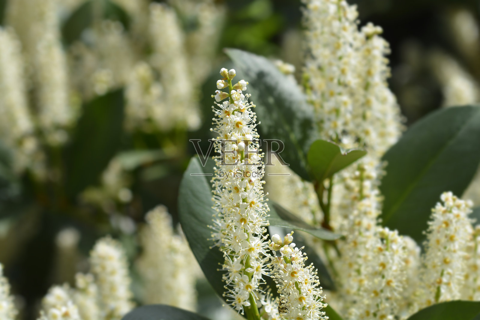 月桂樱桃照片摄影图片