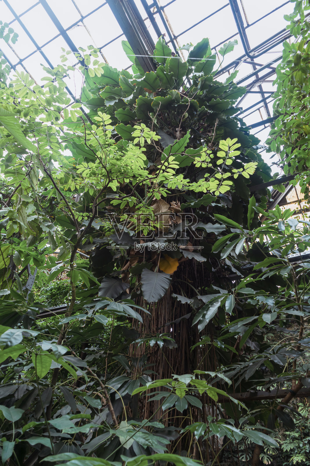 榕树或榕树与其他热带植物在温室内生长照片摄影图片