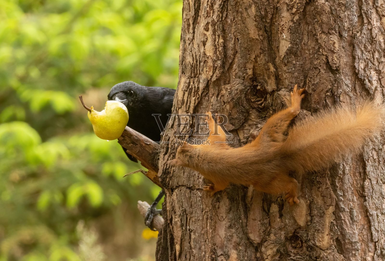 苏格兰红松鼠看着一只黑乌鸦在树枝上吃梨照片摄影图片