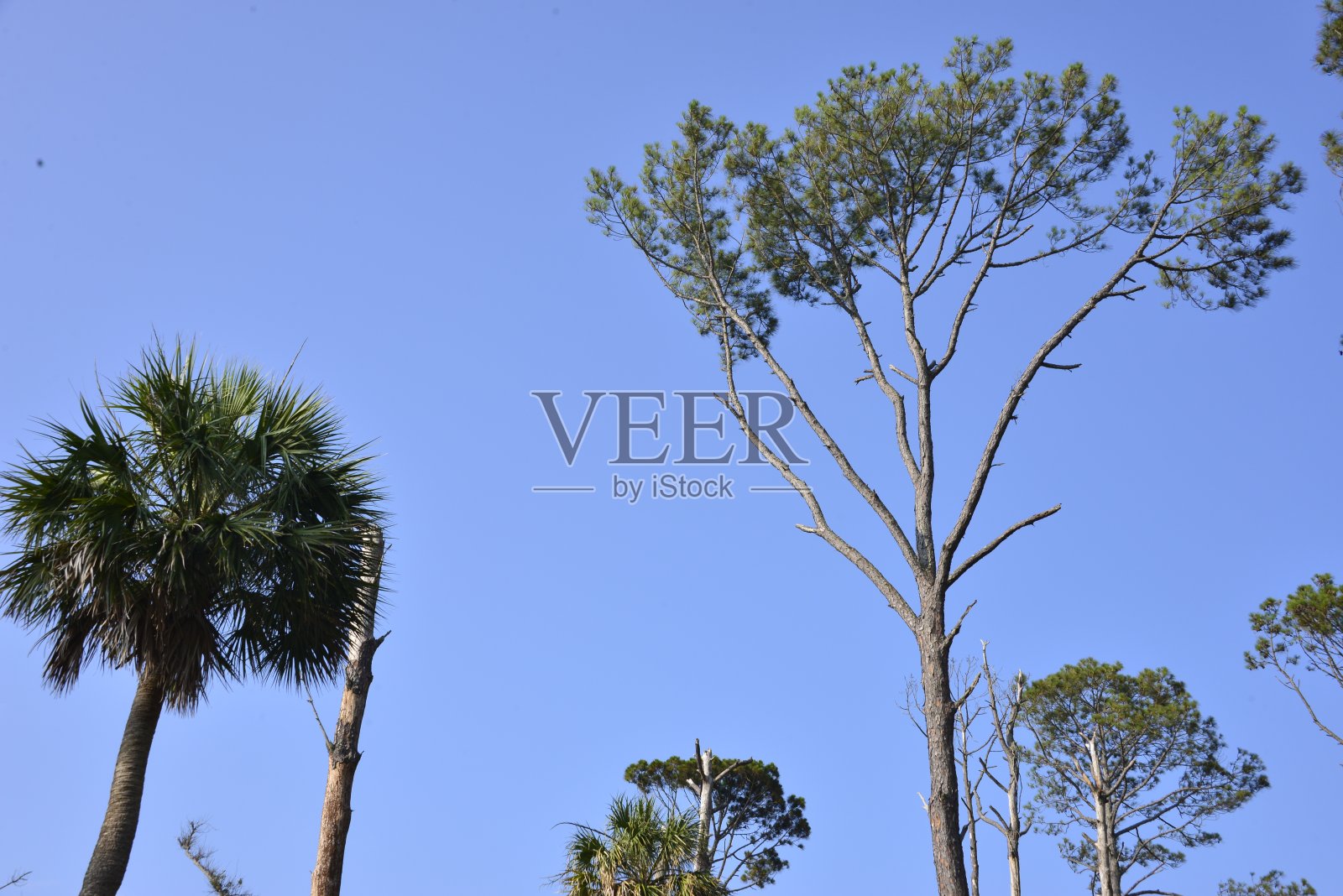 晴朗天空下的棕榈树和松树照片摄影图片