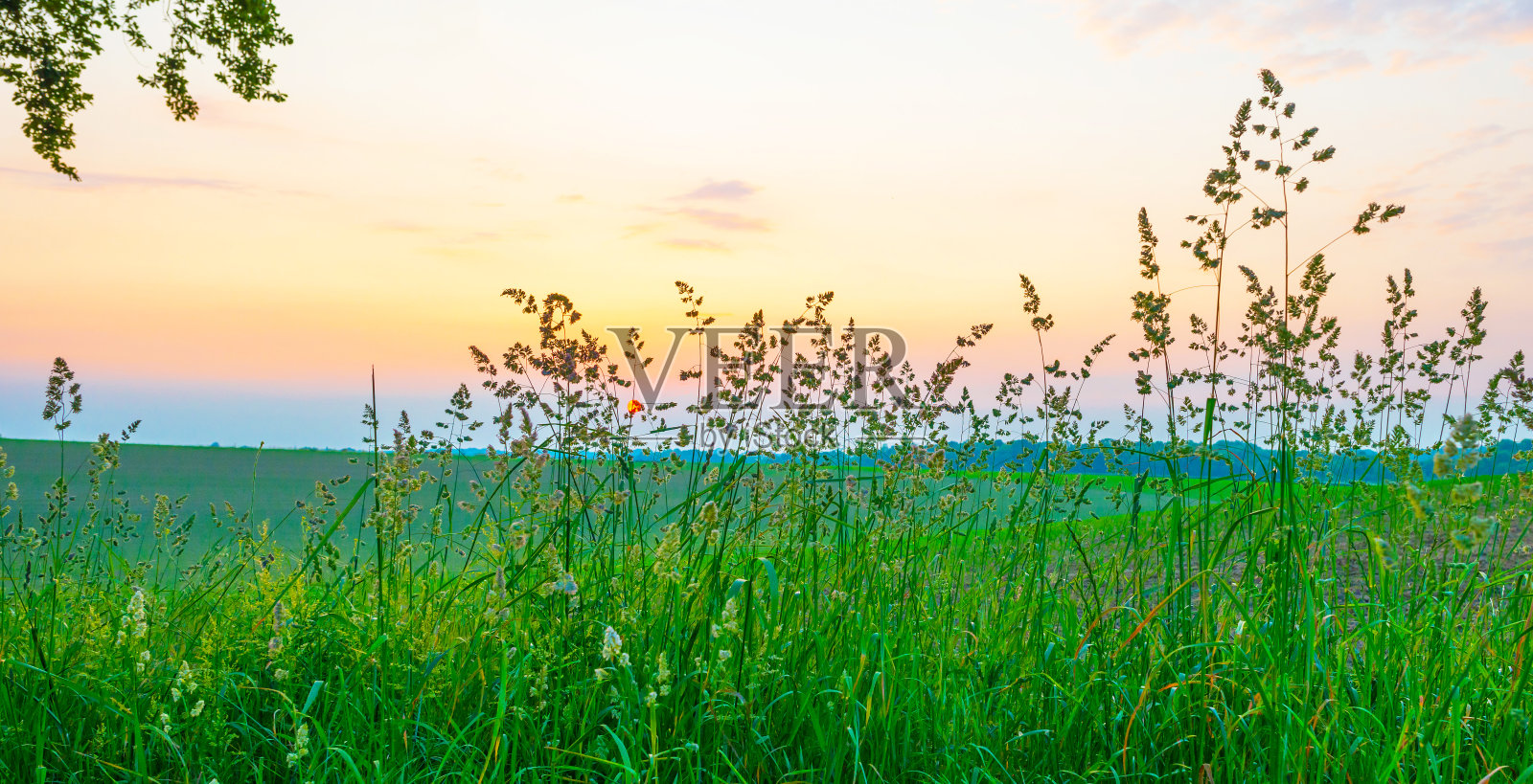 在春天的阳光下，五彩缤纷的天空下，绿色的丘陵景观中的田野和树木上的日落照片摄影图片
