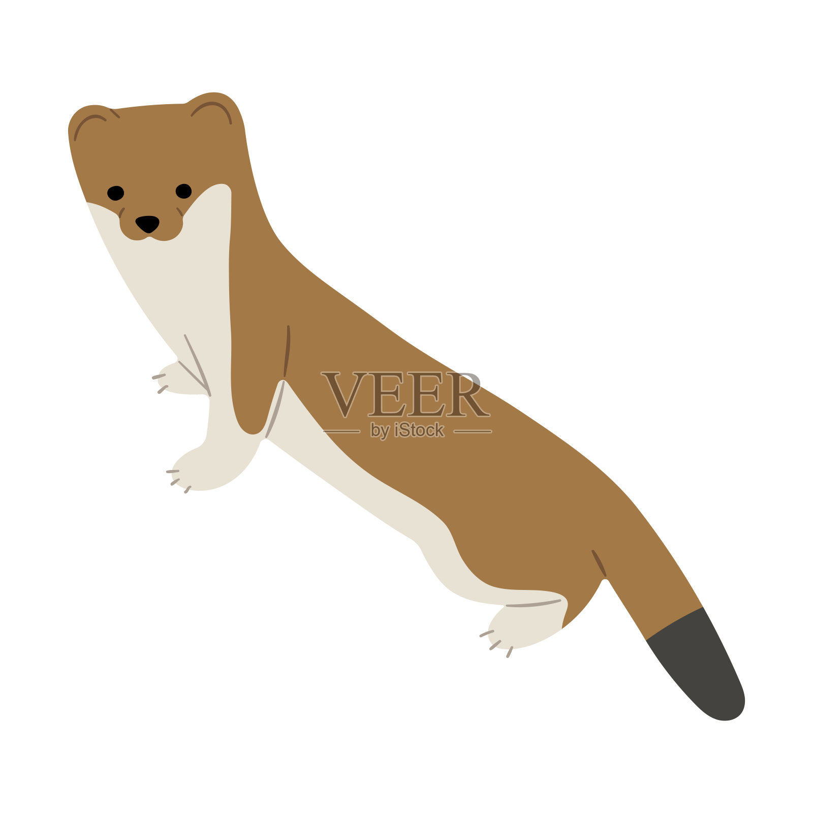 白鼬、白鼬和黄鼠狼都很可爱插画图片素材