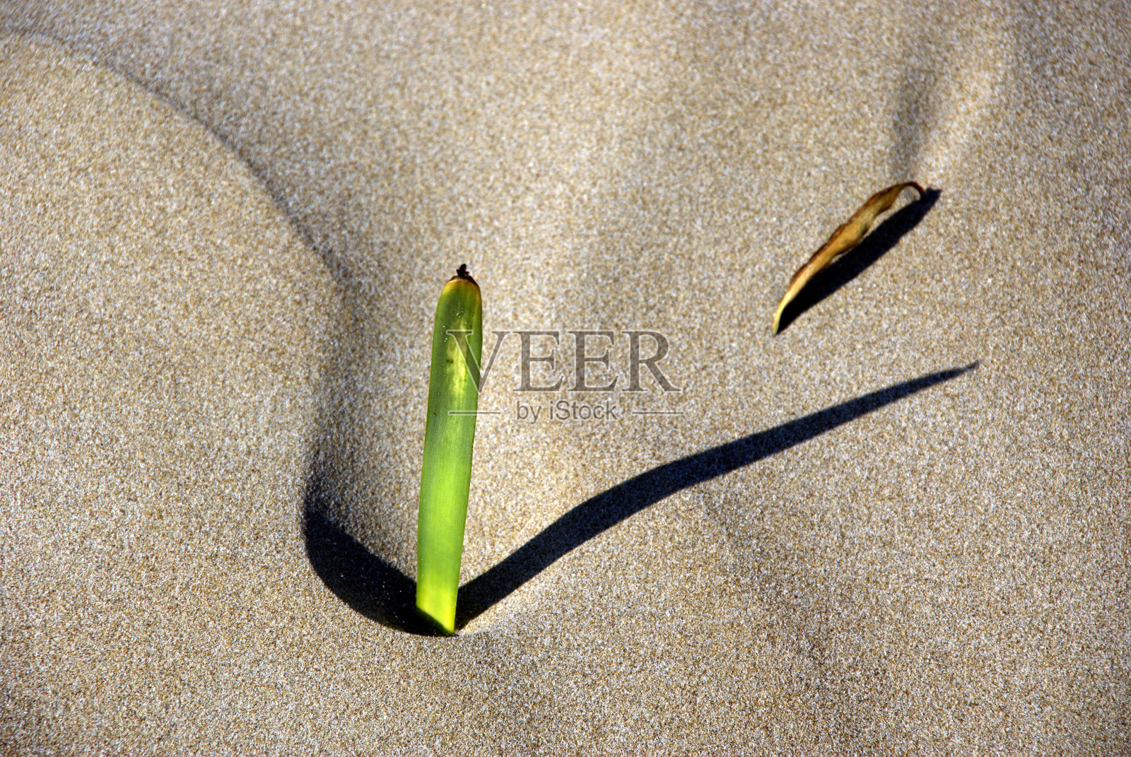沙滩上的光和影照片摄影图片