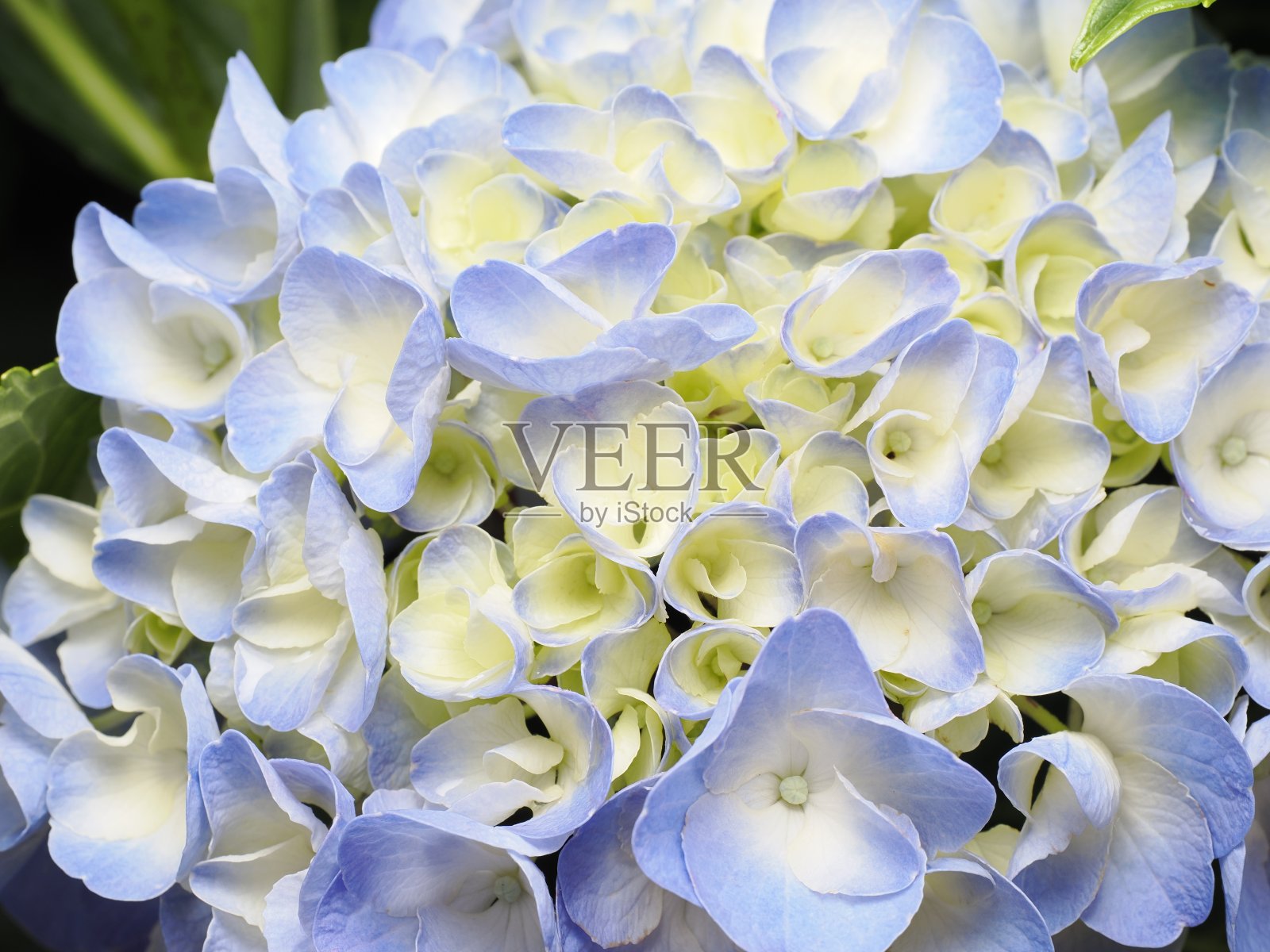 盛开的绣球花照片摄影图片