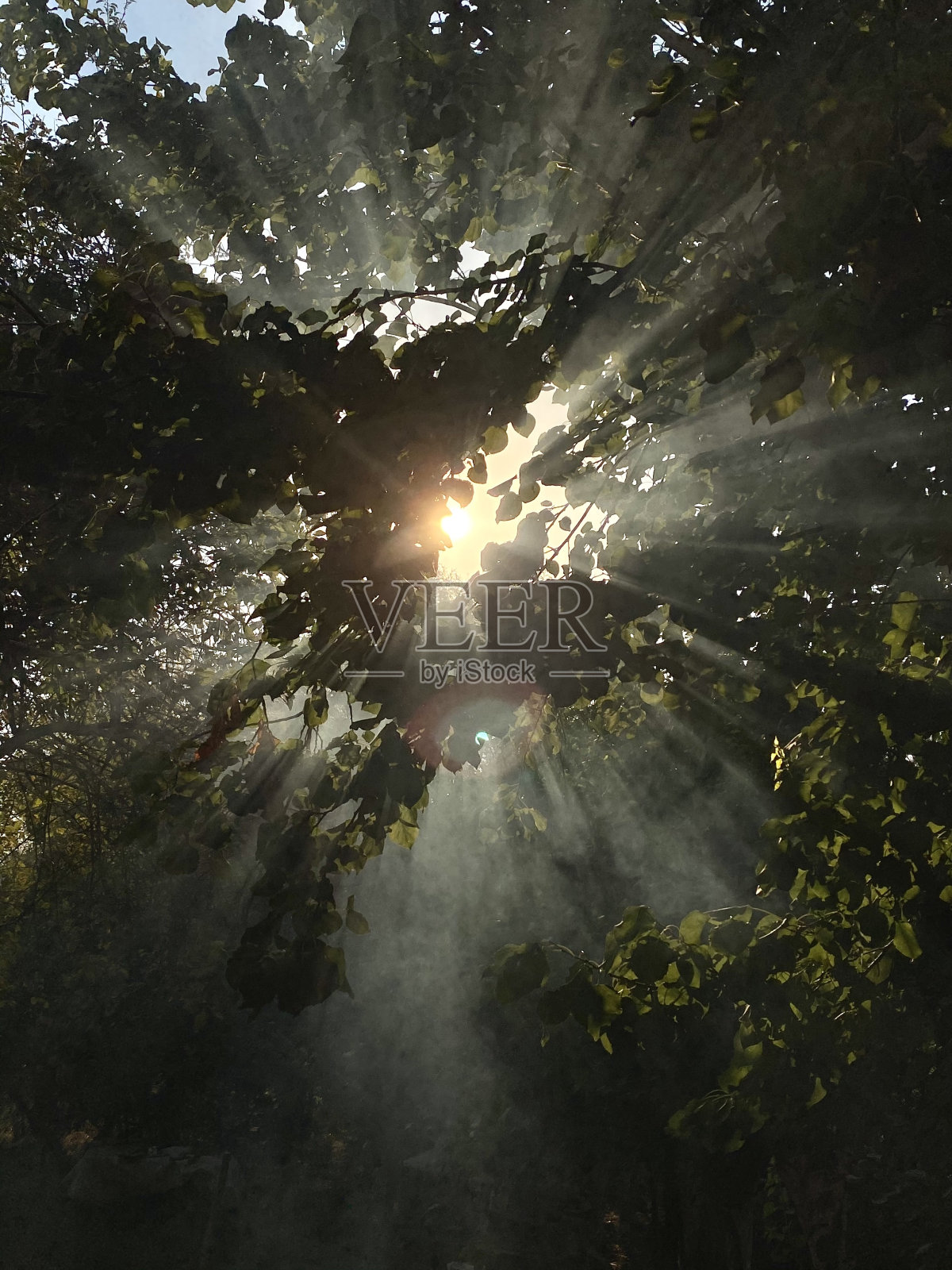 绿色植物中的雾和光束照片摄影图片