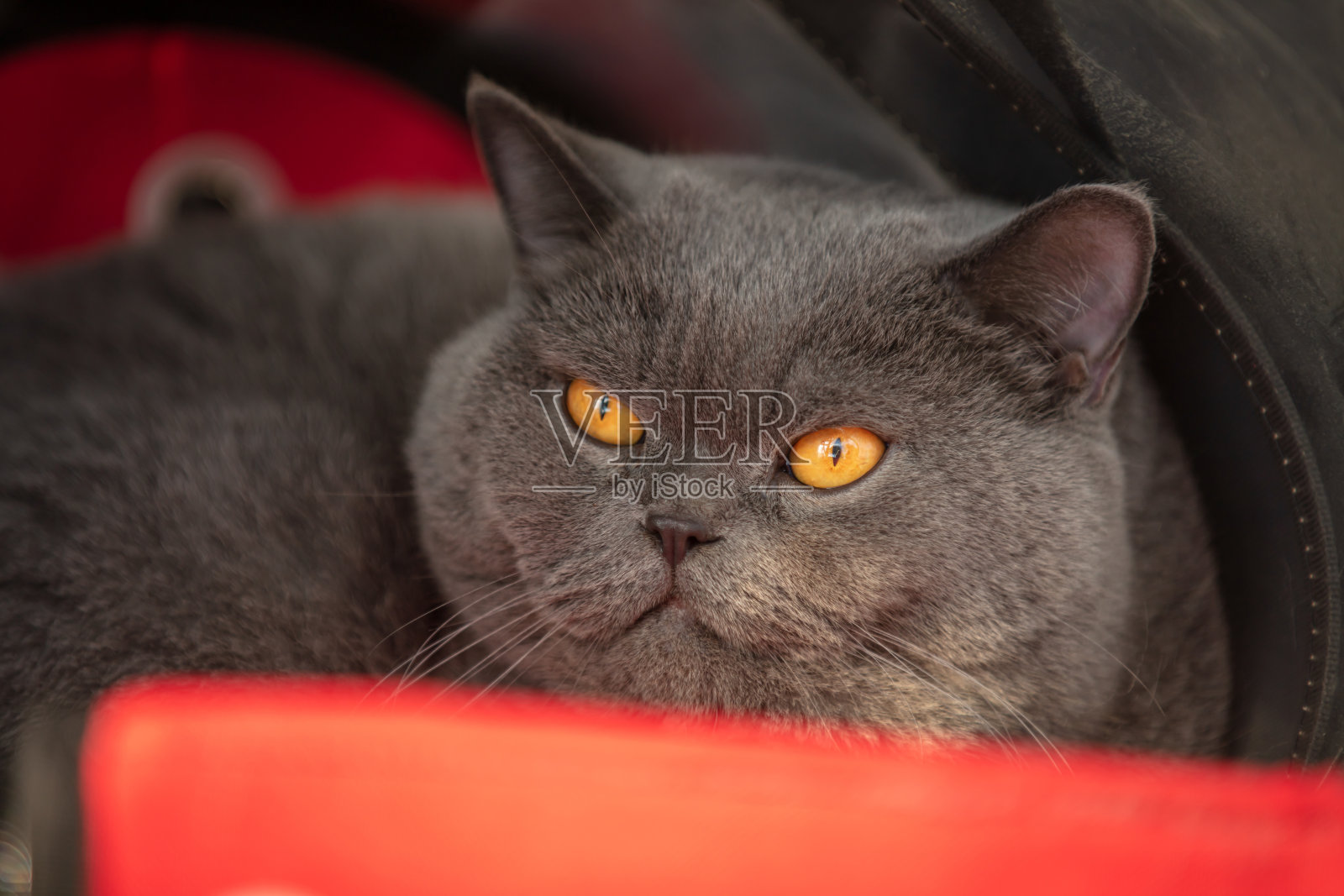 肥胖的英国短毛猫。照片摄影图片