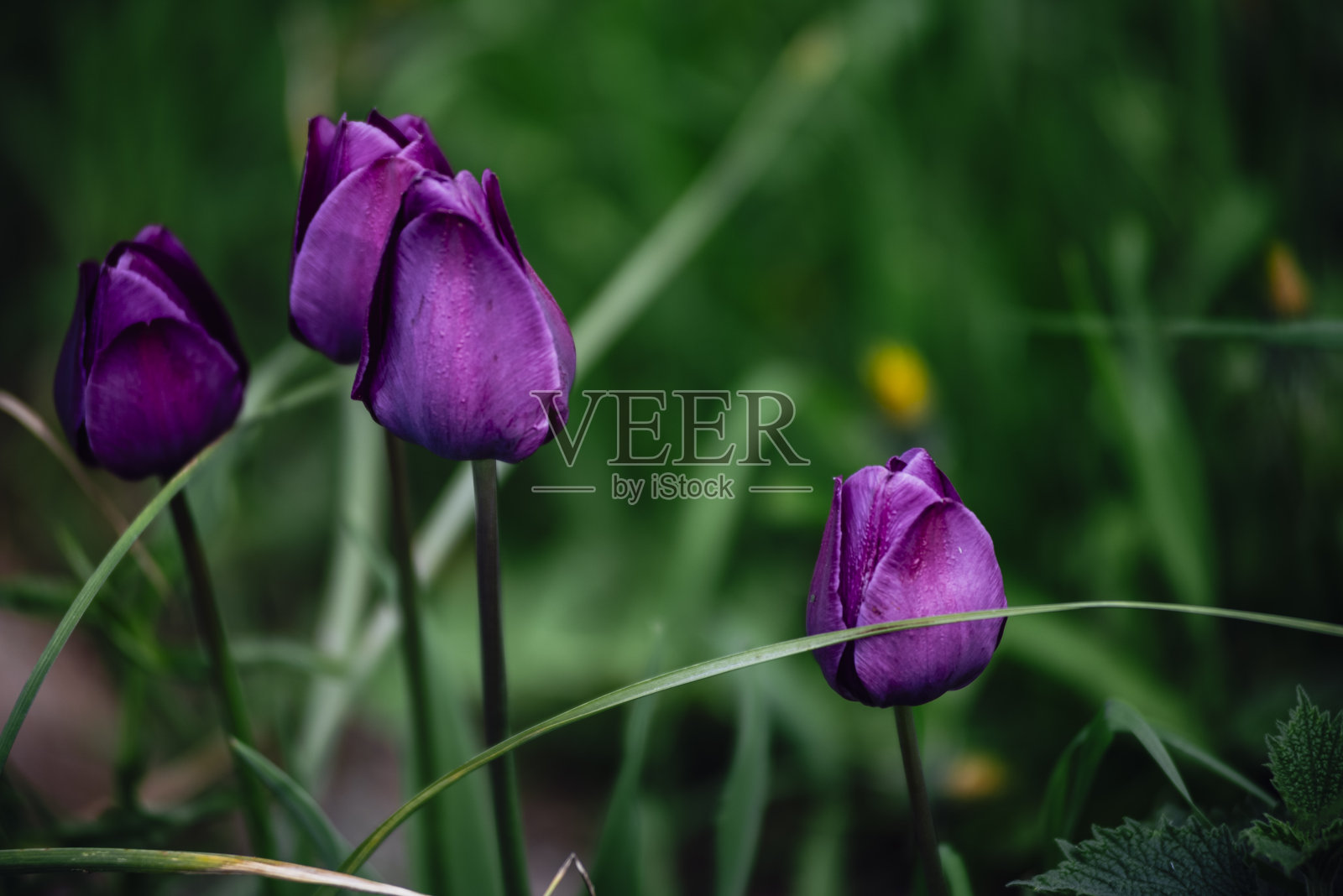 花园里的郁金香照片摄影图片