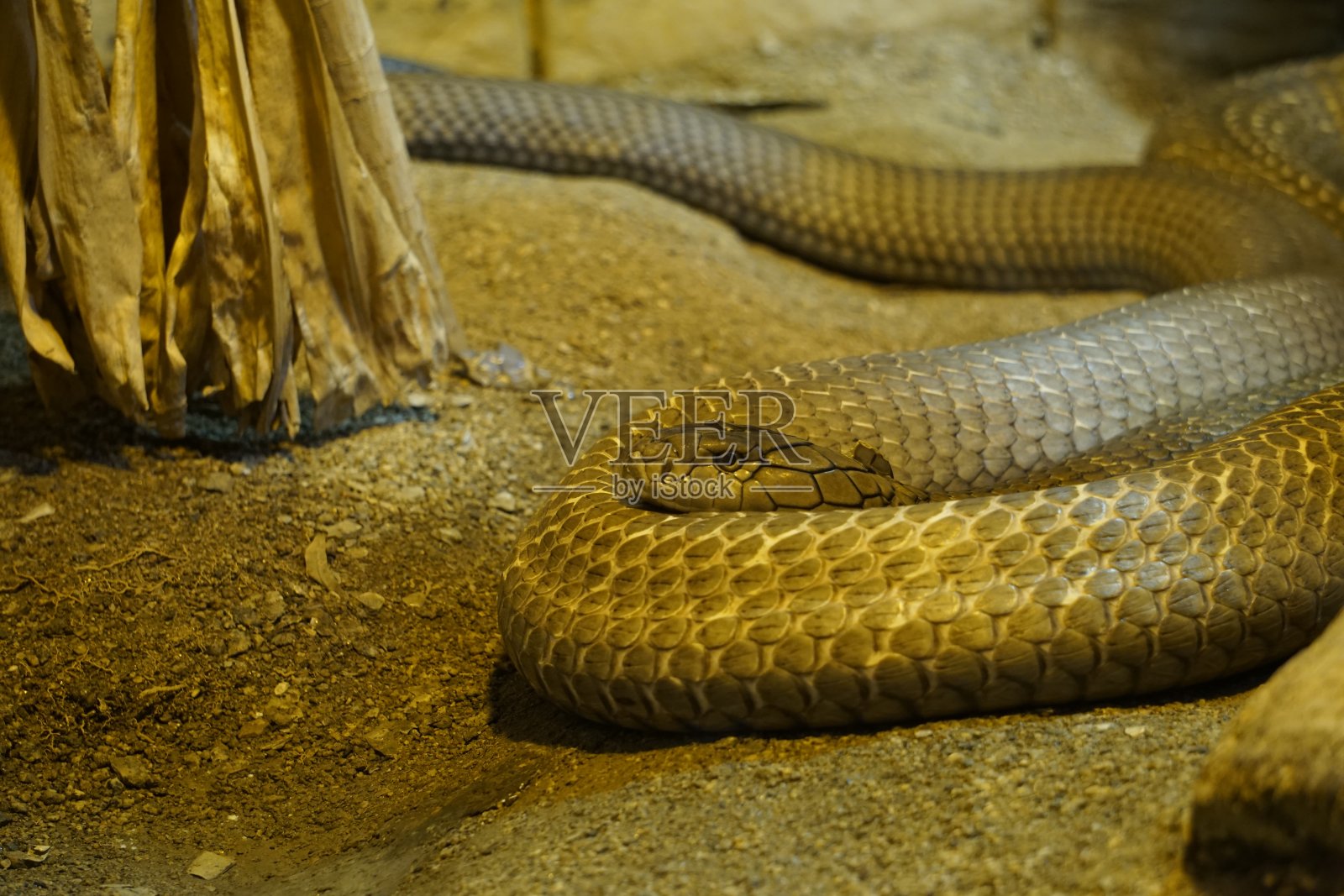 爬行动物照片摄影图片