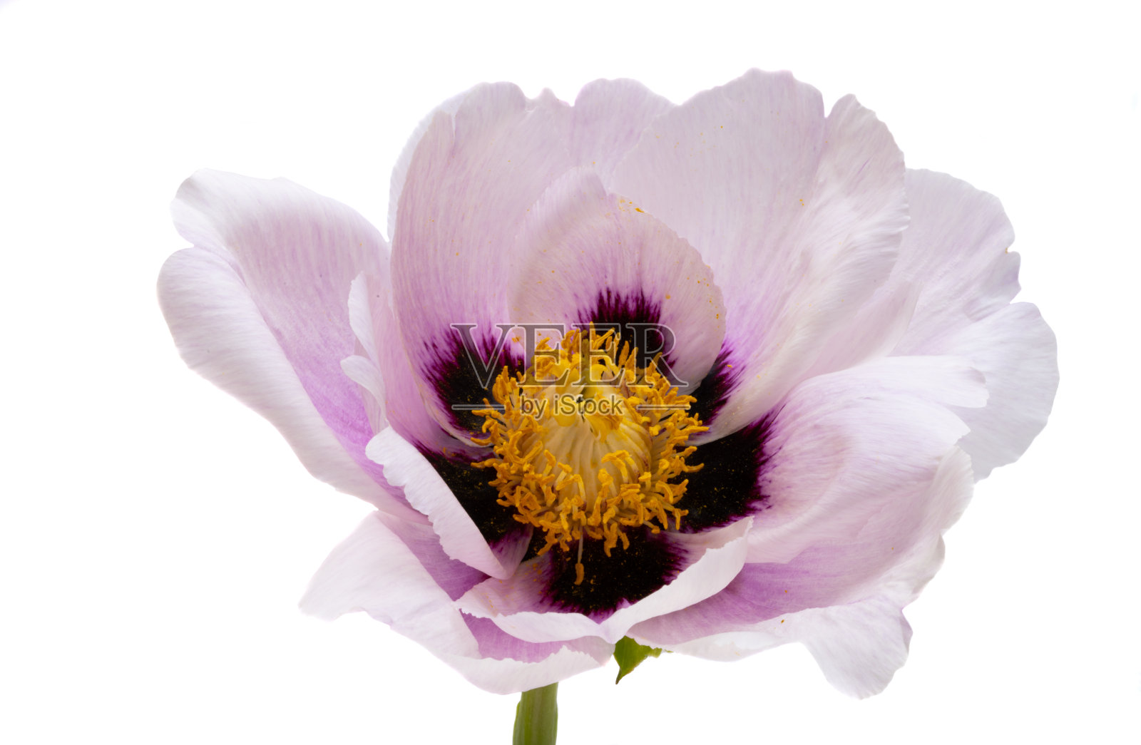 牡丹分离花照片摄影图片