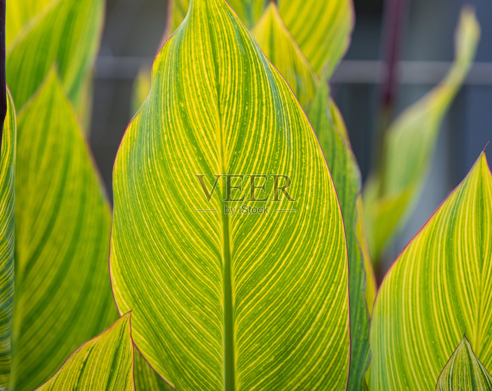 高山属植物杂色叶的背景照片摄影图片