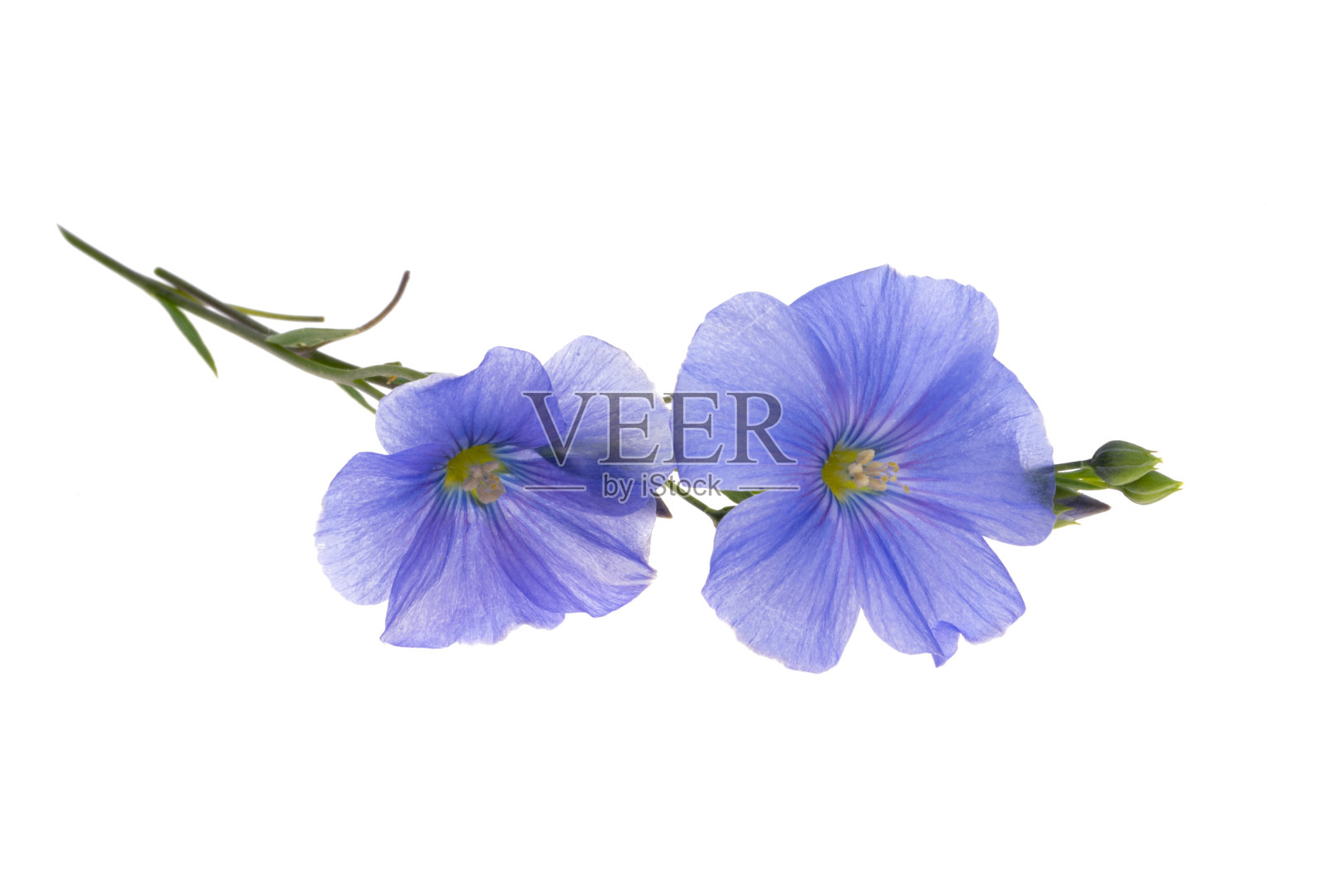 分离亚麻花照片摄影图片