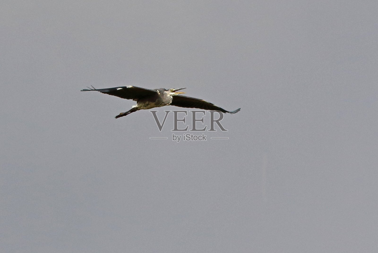 苍鹭照片摄影图片