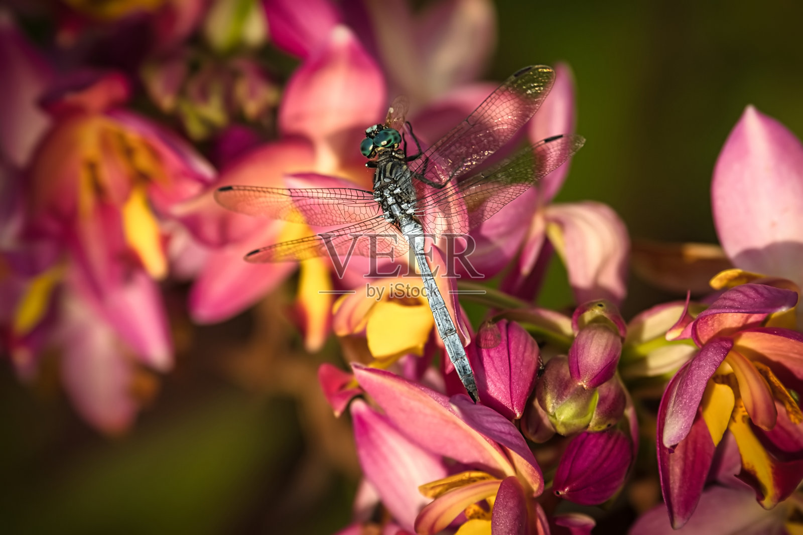蜻蜓在菲律宾地面兰花在花园里，马埃塞舌尔3照片摄影图片