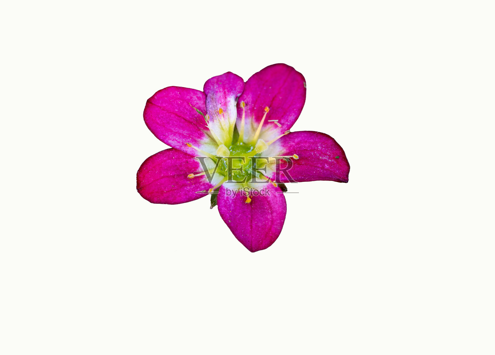 粉红色的花孤立在白色上照片摄影图片