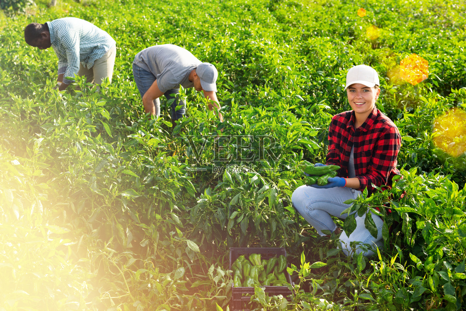 女园艺师正在采摘青椒照片摄影图片