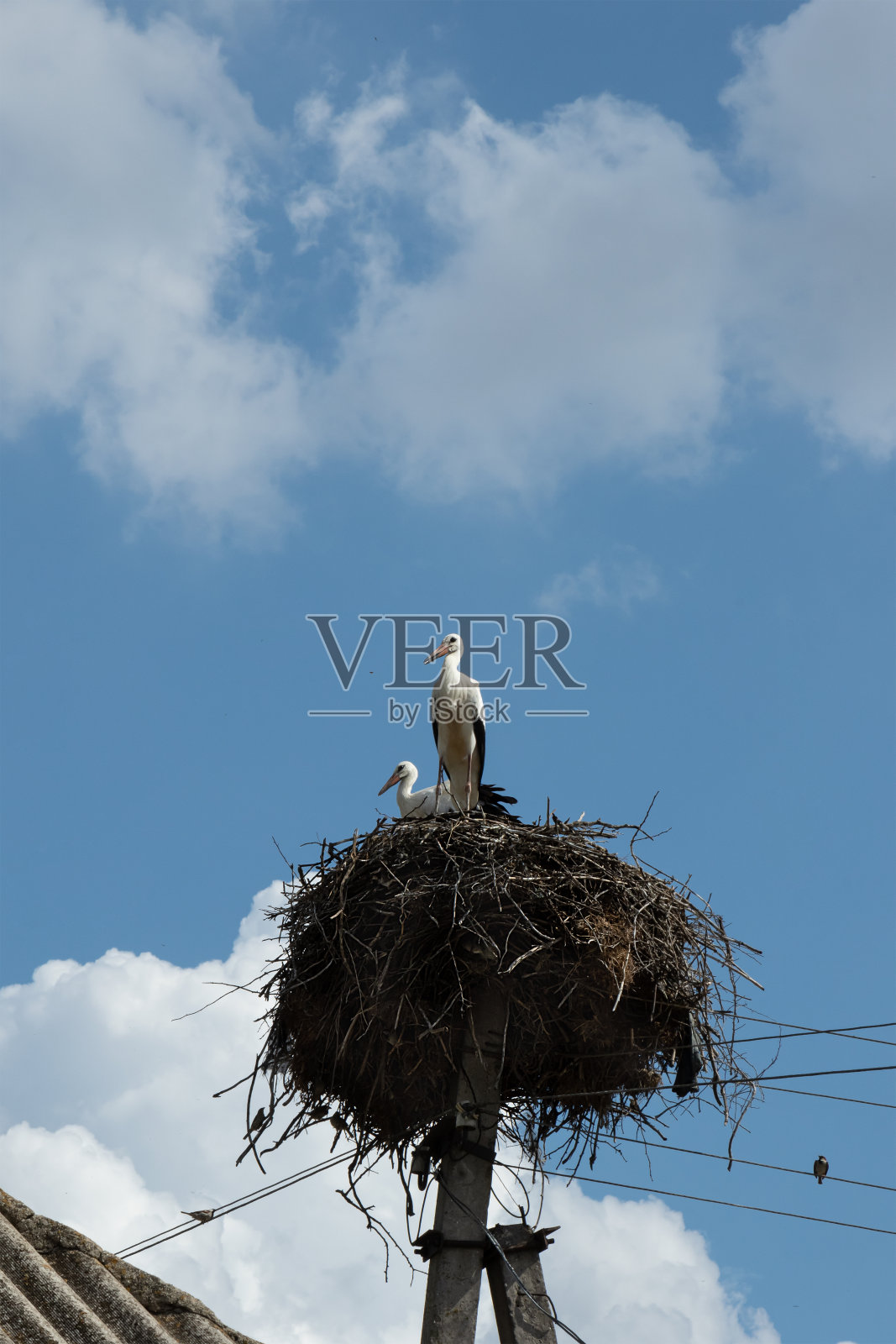 选择性地聚焦在蓝天下混凝土柱子上的一个大鸟巢里的两只鹳照片摄影图片