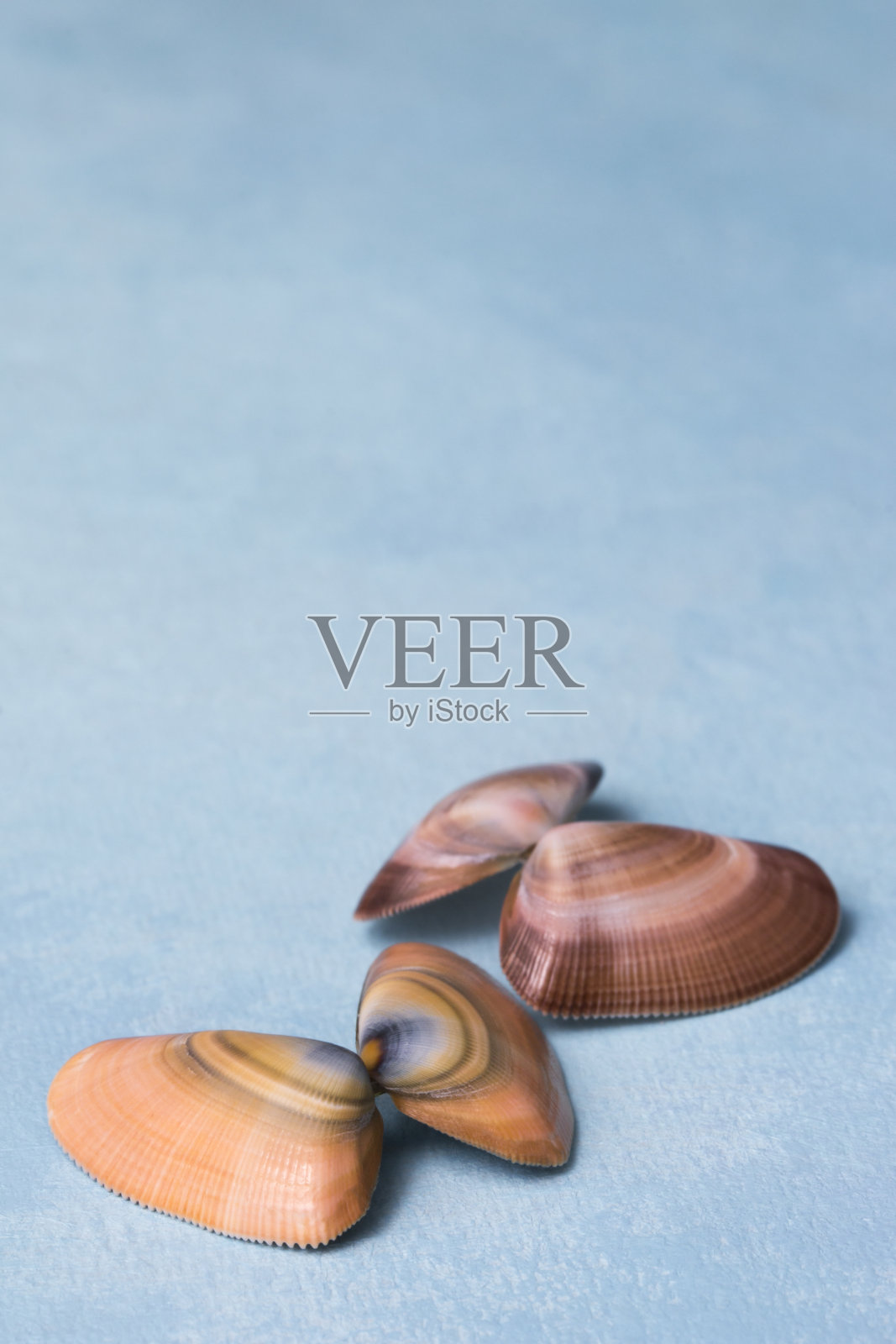 在蓝色背景上的海贝蝴蝶蛤蜊贝壳照片摄影图片