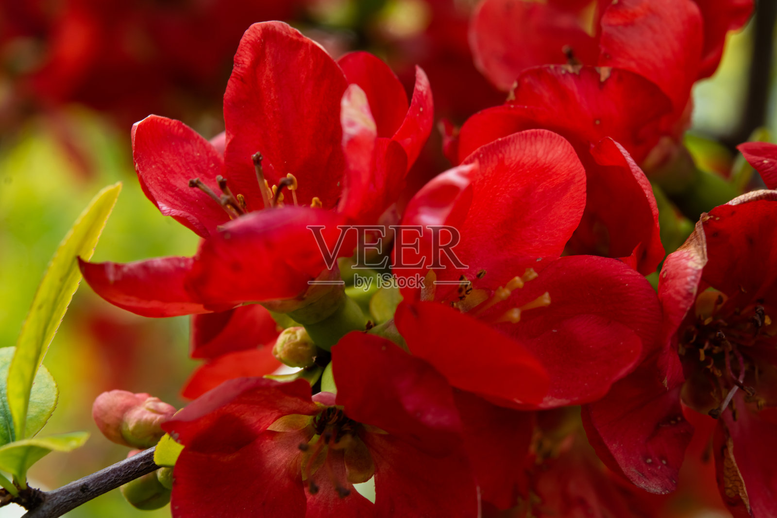 木瓜在春天开花。红色日本木瓜在春天开花。蓝色天空下的木瓜红色花朵。照片摄影图片