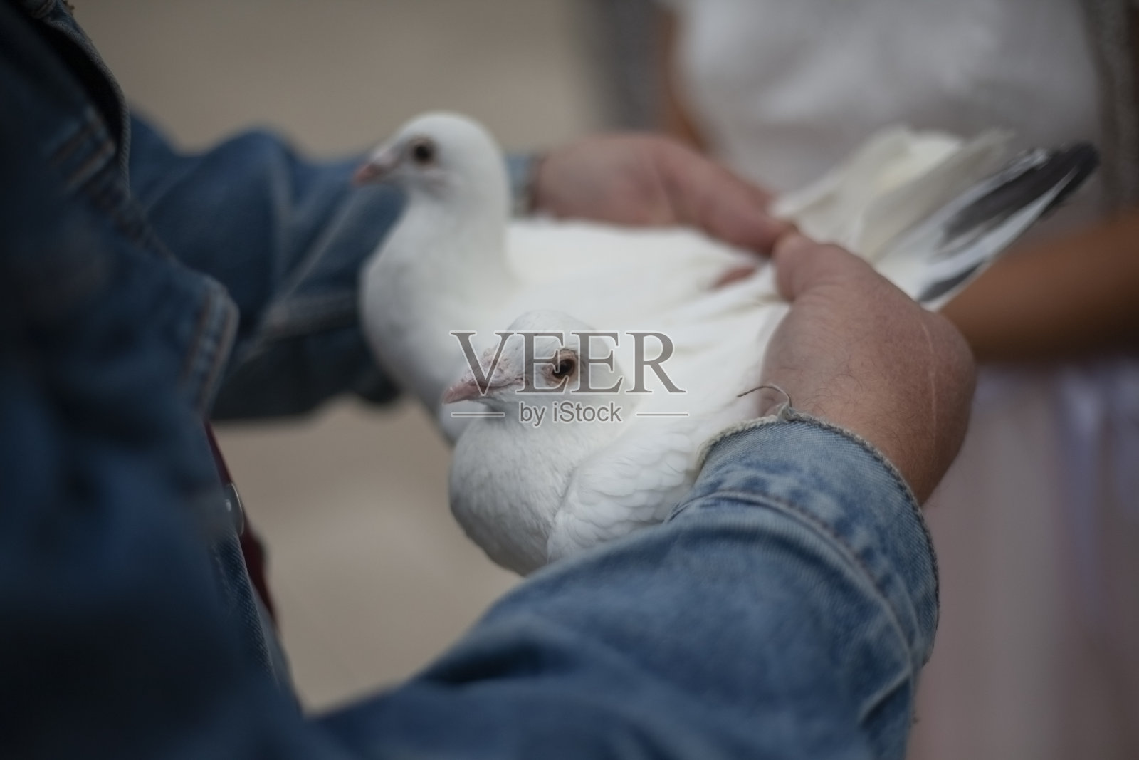 婚礼的鸽子。白鸟是爱情的象征。婚礼的细节。鸟在新婚夫妇。照片摄影图片