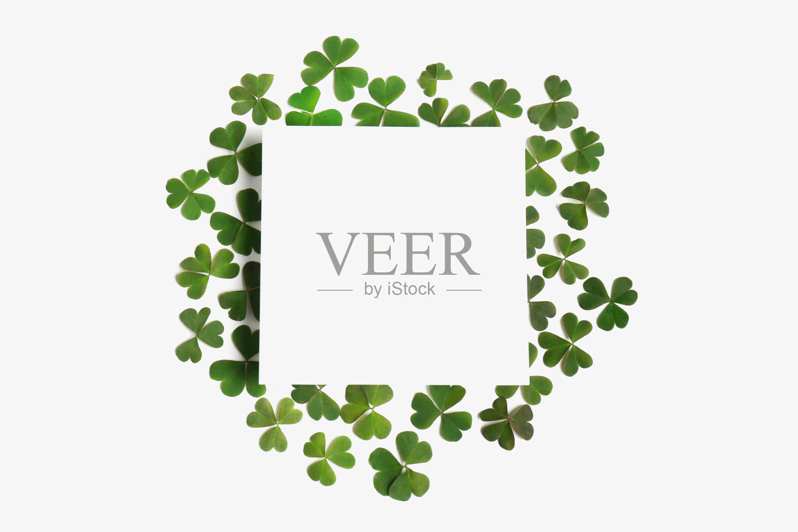 绿色的三叶草叶和空白卡片上的白色背景，平铺照片摄影图片