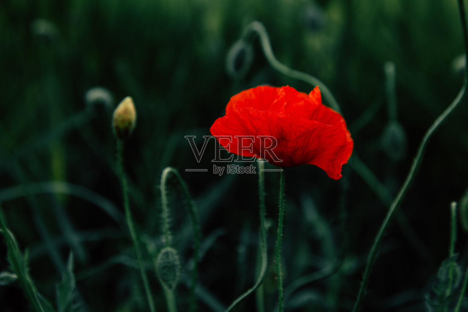 草地上野生的罂粟花照片摄影图片