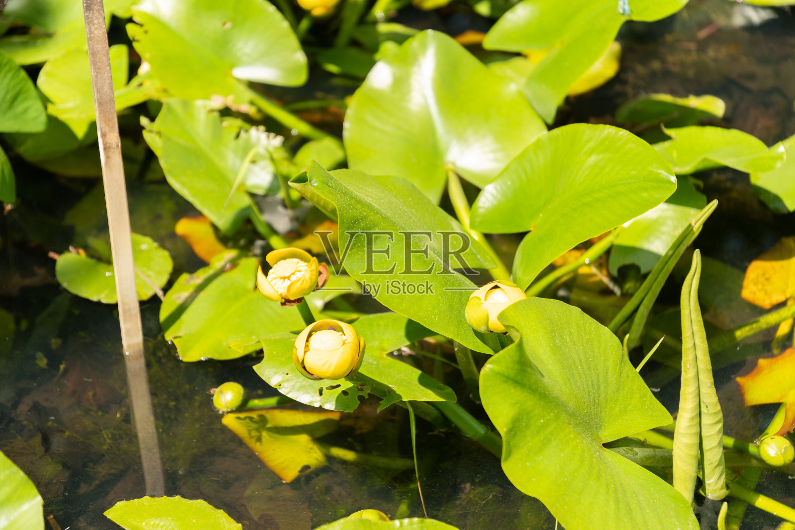 瑞士苏黎世的牛百合花植物照片摄影图片
